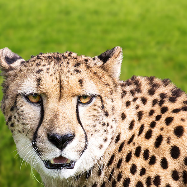 Meet a Cheetah