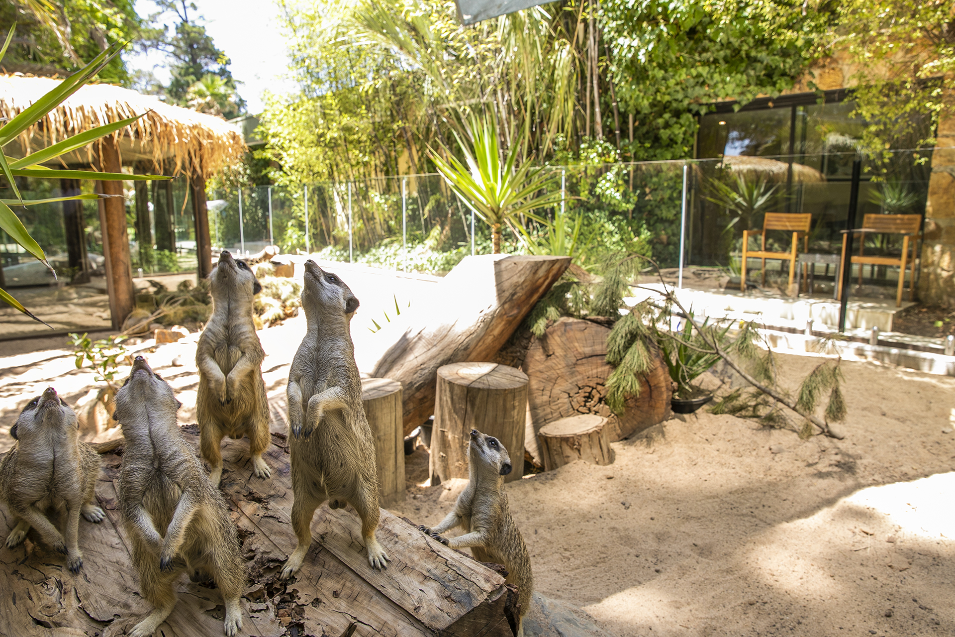 Meerkat Encounters
